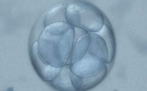 Congelamento Embrionario