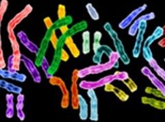Cromosomi - diagnosi genetica preimpianto
